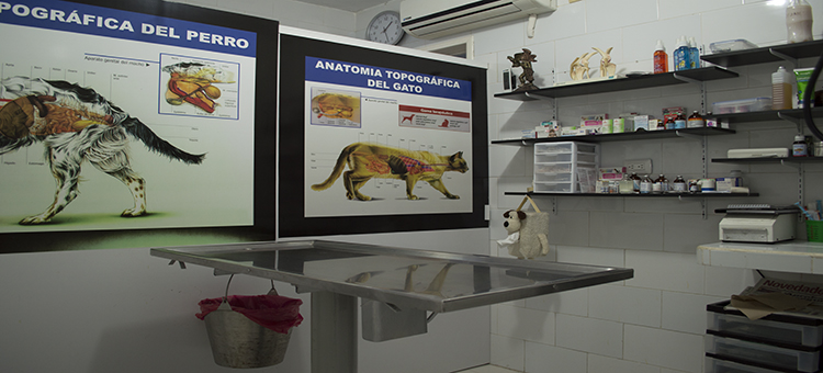Pet Image